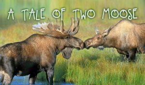 A Tale of Two Moose