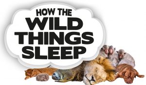 How The Wild Things Sleep documentary