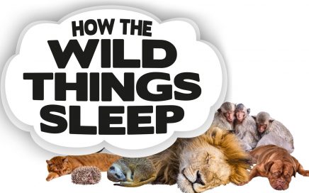 How The Wild Things Sleep
