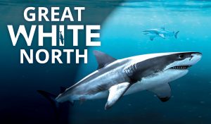 Thumbnail image for Great White North documentary by Tell Tale Productions